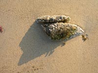Shell on the beach
