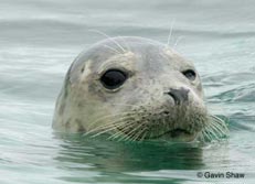 grey seal